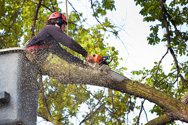 Emergency Storm Tree Removal in Kimberly, ID